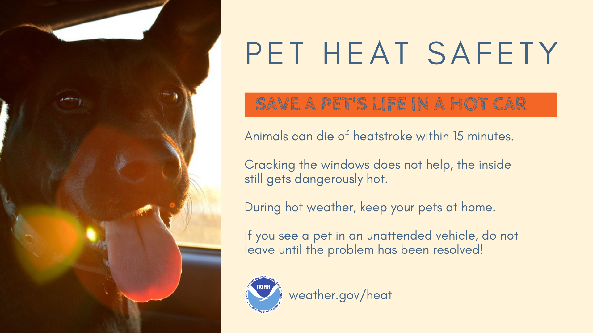 _images_wrn_Infographics_Heat-HotCarSeries-PETsafety.png